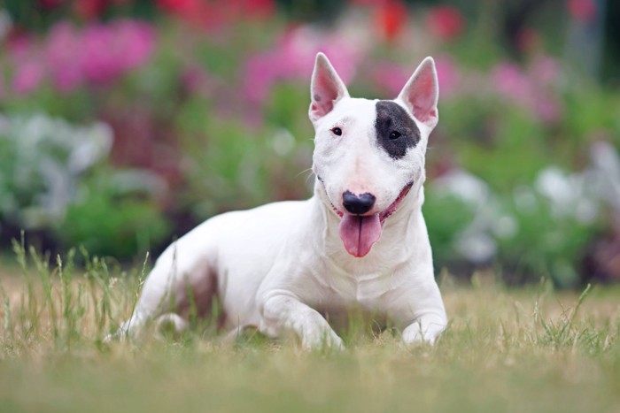 外でくつろぐ犬