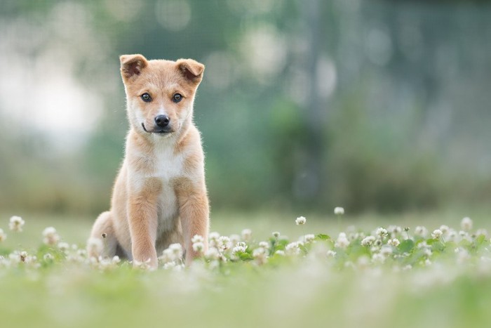 シロツメクサと子犬