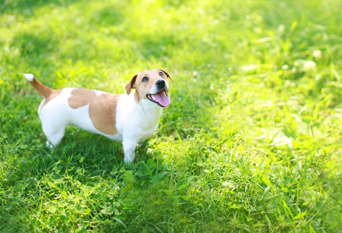 草原に立つ犬