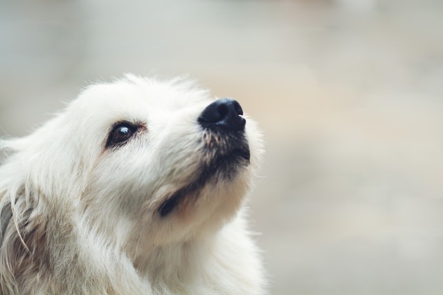 見上げている白い犬