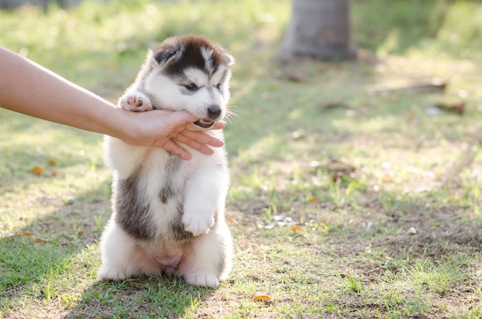 ヒトの手を甘噛みするハスキーの子犬