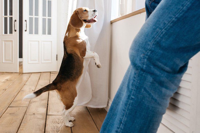 立ち上がって飼い主にアピールする犬