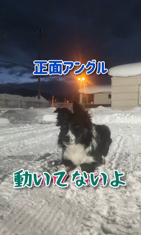 「動いてないよ」と主張