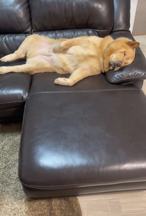 ぽぽ太くんの寝姿3