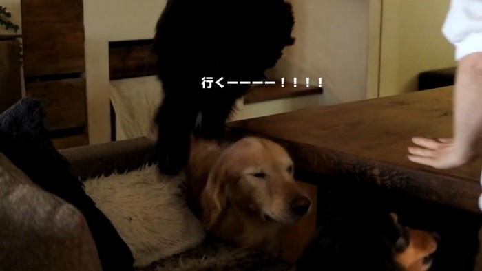 ルーク君をお散歩に誘った時の態度2