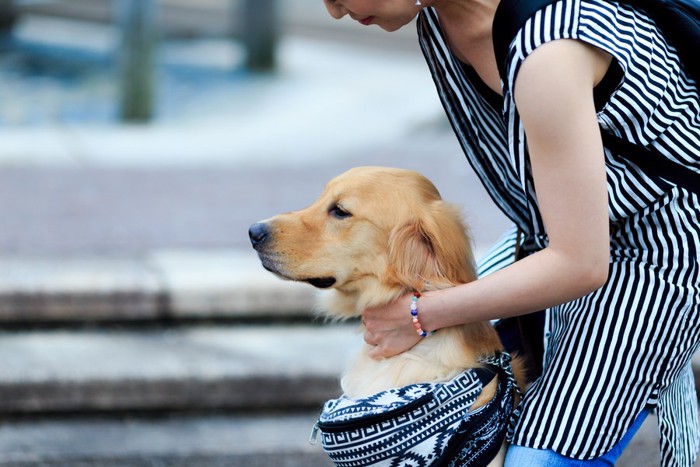 飼い主にお尻を向ける犬