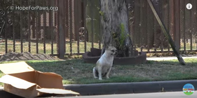 木陰で休む犬