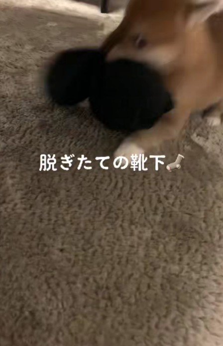 靴下が大好き！
