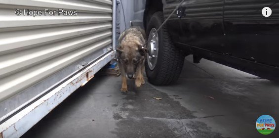 つかまって仕方なく歩く犬