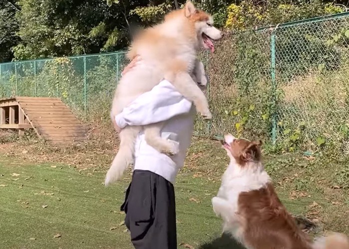 抱っこされた犬に吠える犬