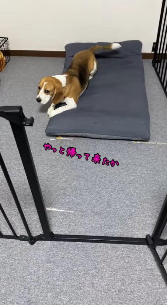 伏せてそっぽを向く犬