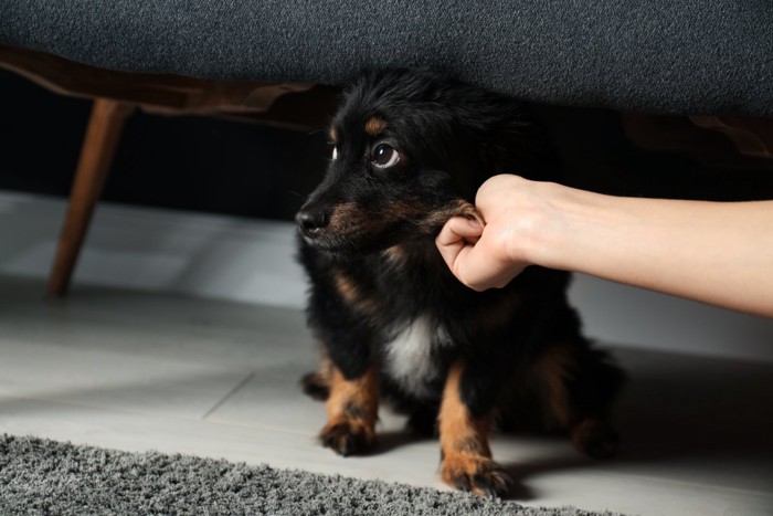 椅子の下に隠れる犬に触れる