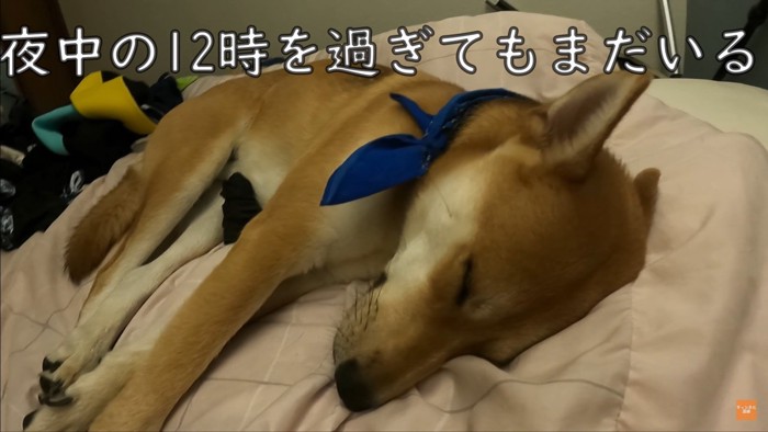 お父さんの看病をするワンジローくん3