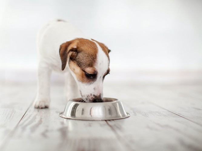 食事をするジャックラッセルテリアの子犬