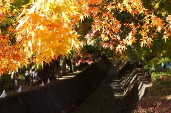 紅葉のもみじの葉