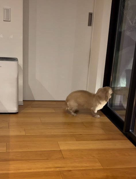 家族を待つ小型犬