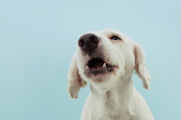 口を開ける犬