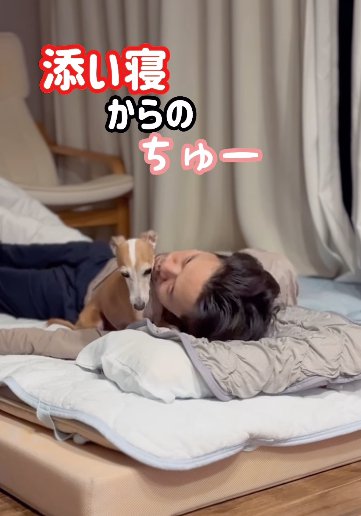 仰向けの男性のそばに伏せたまま頬にキスされるイタリアングレーハウンド