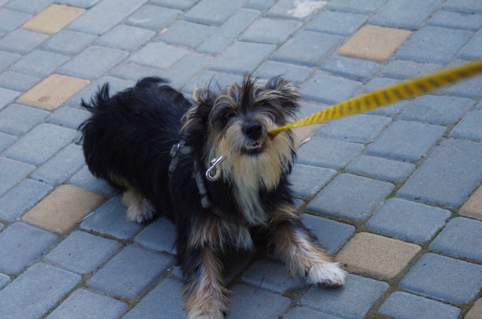 リードに噛み付いて抵抗している小型犬