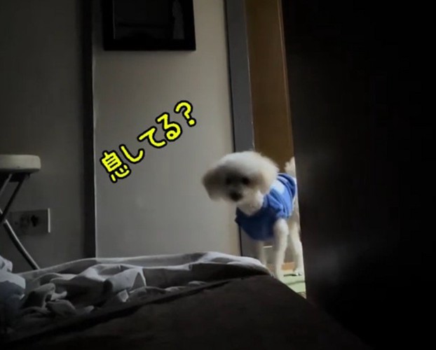 飼い主の寝ている部屋を覗く白い犬