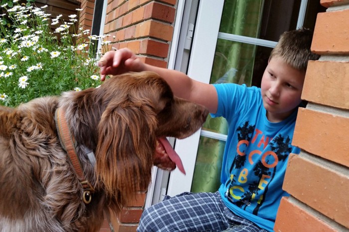 犬を撫でようとしている男の子