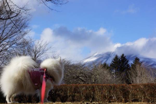 犬のバックに浅間山