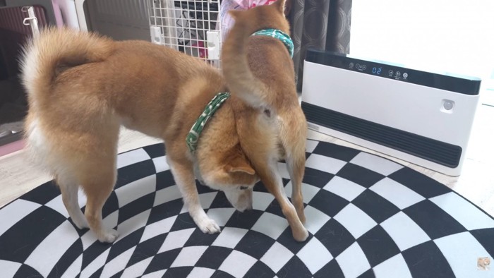 四竜くんのヒップアタック！