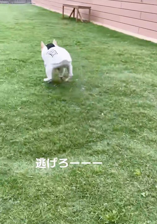 「逃げろ~!」