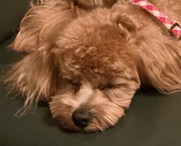 ソファに顔を伏せる犬