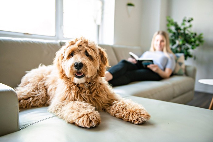 ソファの上で休む犬と女性