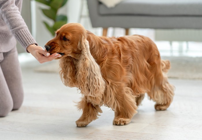 飼い主の手から食べ物をもらう犬