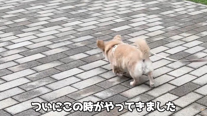 男の子を先導するように歩くハナちゃん