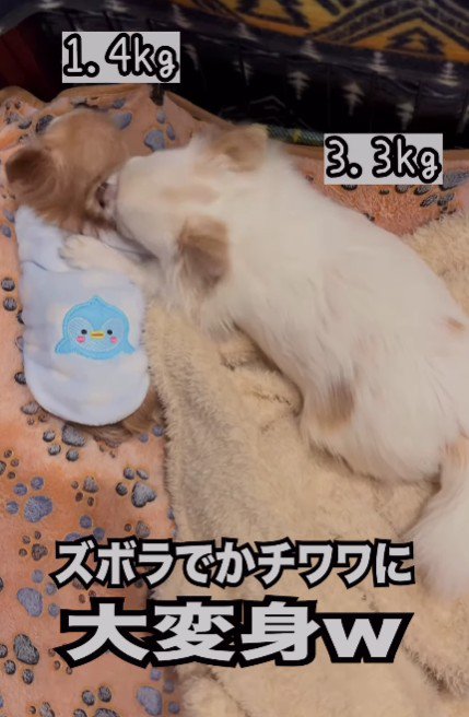 想定以上の大きさに！！