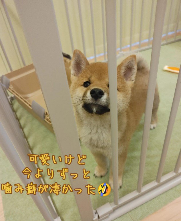 チョコくんの成長記録2
