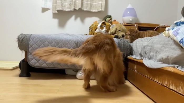 よもぎちゃんが発見!