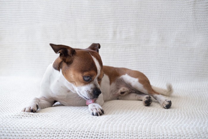 前足を舐める犬