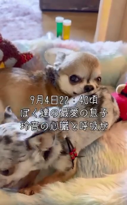玲音くんと風音ちゃん1