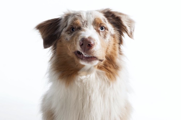 不満げにこちらを見る犬