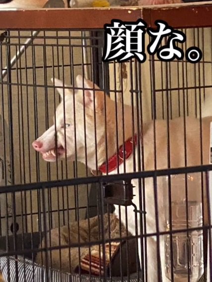 ムキ顔のトックちゃん1