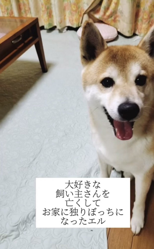 笑顔を見せる犬