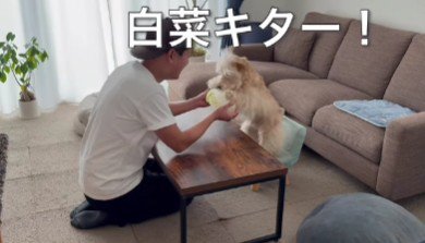 「白菜だー！！」