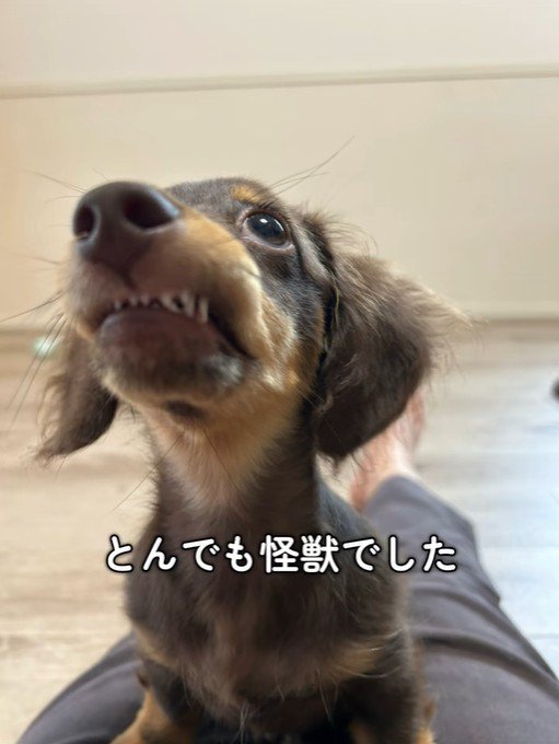 うにくんのお迎え前後のギャップ9