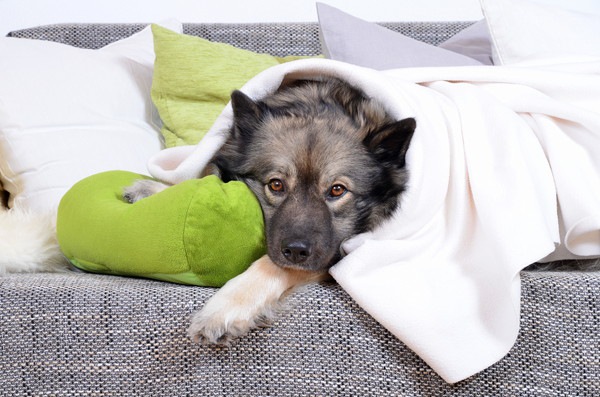 ソファーでブランケットをかけて伏せている犬