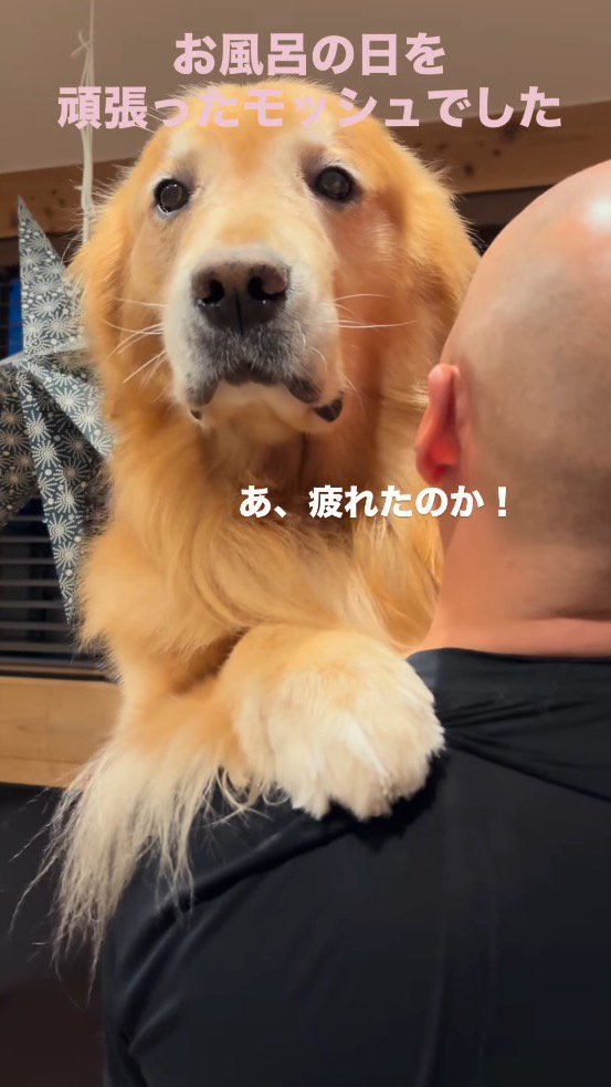 男性の肩に前足を置いて遠くを見つめる犬