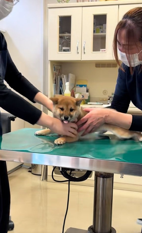 ジタバタする子犬