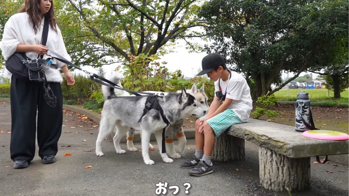 においを嗅ぐ2匹の犬