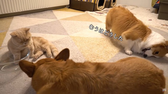 犬と猫の後ろで暴れる犬