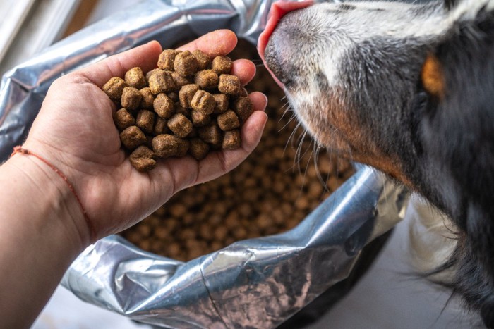 ドッグフードを前に舌を出す犬