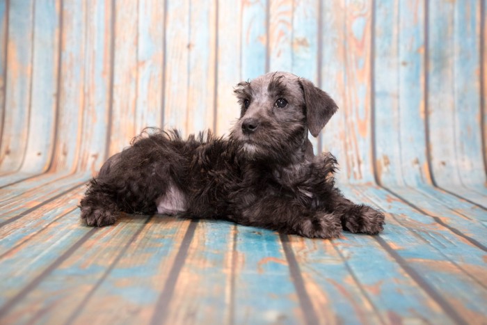 床に伏せているシュナプーの子犬