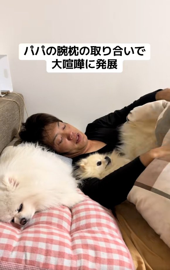 布団にもぐるクララちゃん